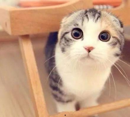 娛樂吃瓜君折耳貓視頻,萌態(tài)百出，笑料連連