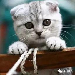 娛樂吃瓜君折耳貓視頻,萌態(tài)百出，笑料連連