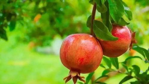 娛樂吃瓜醬買石榴,石榴盛宴，甜蜜來襲！