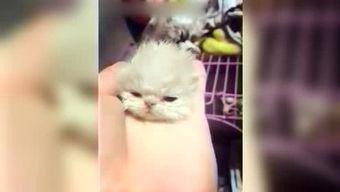 呆妹娛樂吃瓜視頻大全免費(fèi)觀看,免費(fèi)暢享吃瓜盛宴，笑料橫生視頻大全