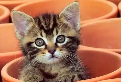 娛樂吃瓜醬貓咖,貓咪與娛樂的完美融合