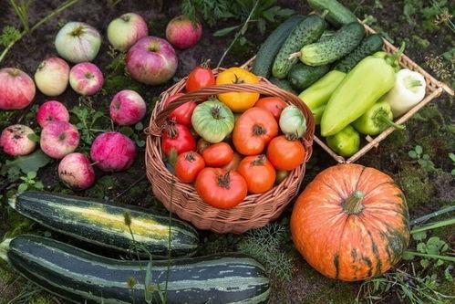 娛樂(lè)園吃瓜,揭秘明星幕后故事