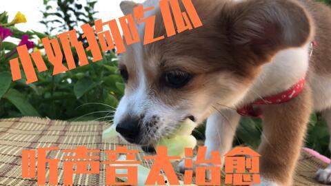 娛樂(lè)吃瓜醬送小狗視頻下載,萌寵來(lái)襲，溫馨瞬間盡收眼底