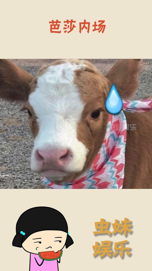 娛樂(lè)吃瓜醬送小狗視頻下載,萌寵來(lái)襲，溫馨瞬間盡收眼底