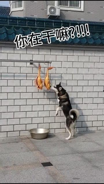 娛樂(lè)吃瓜醬送小狗視頻下載,萌寵來(lái)襲，溫馨瞬間盡收眼底