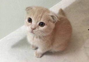 折耳貓娛樂吃瓜,揭秘娛樂圈吃瓜背后的真相與趣味