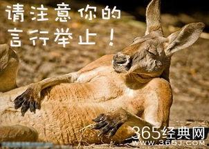 娛樂吃瓜醬動物