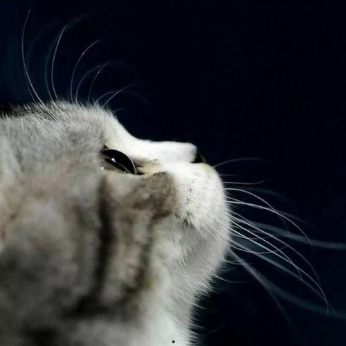 娛樂吃瓜貓捉鳥是真的嗎,娛樂吃瓜貓捉鳥事件，真相究竟如何？