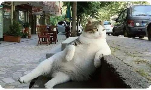 娛樂吃瓜貓捉鳥是真的嗎,娛樂吃瓜貓捉鳥事件，真相究竟如何？