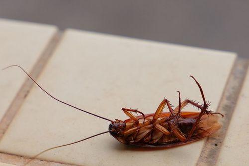 娛樂吃瓜醬蟑螂咬人,蟑螂咬人事件背后的驚人真相