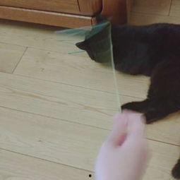 娛樂(lè)吃瓜醬貓咪視頻,萌態(tài)十足，網(wǎng)友直呼“太可愛(ài)了！”