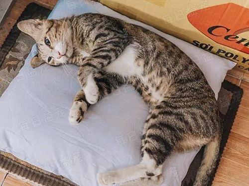 娛樂(lè)吃瓜醬貓咪視頻,萌態(tài)十足，網(wǎng)友直呼“太可愛(ài)了！”