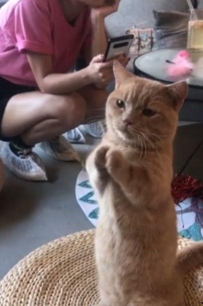 娛樂(lè)吃瓜醬貓咪視頻,萌態(tài)十足，網(wǎng)友直呼“太可愛(ài)了！”