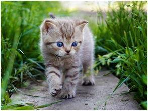 娛樂(lè)吃瓜醬貓貓,揭秘娛樂(lè)圈那些不為人知的幕后故事