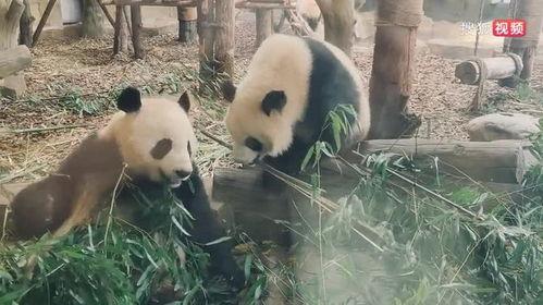 娛樂吃瓜大熊貓視頻,一場娛樂吃瓜盛宴