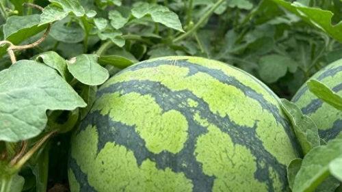 湖南娛樂(lè)吃瓜在一線(xiàn),揭秘娛樂(lè)圈背后的故事